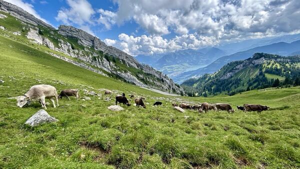 Esel, Tomlishorn - Pilatus