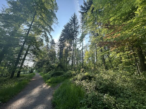 Sijentalwald
