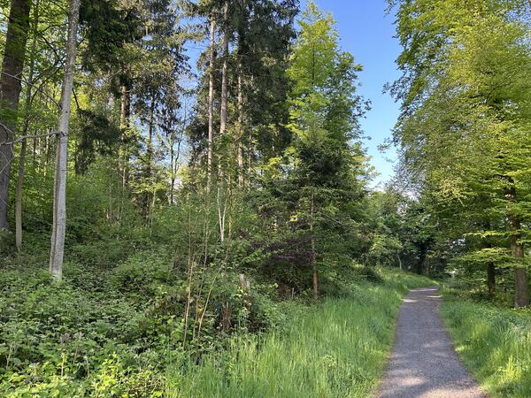Sijentalwald