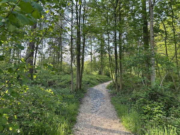 Sijentalwald