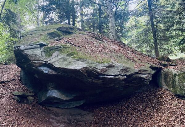 Blattiswald – project session