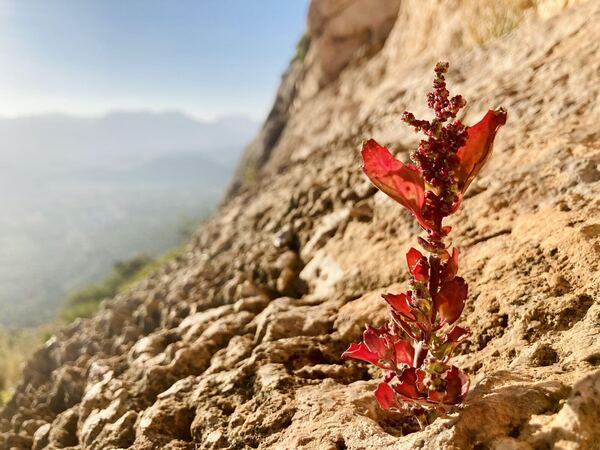 Peña Roja de Marxuquera