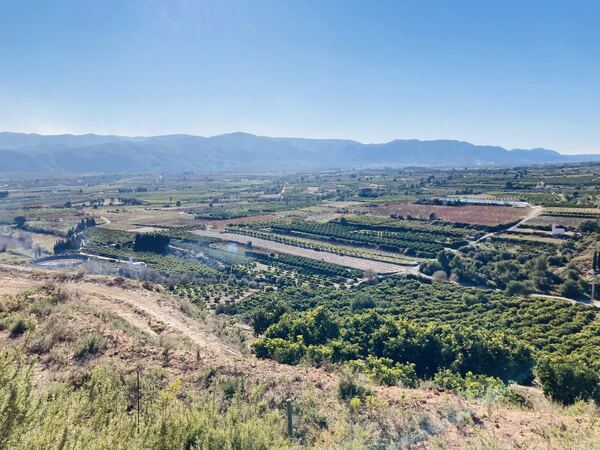 Tormo Gros, La Mola de Montesa
